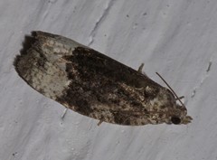 Apotomis funerea
