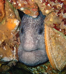 Anarrhichthys ocellatus
