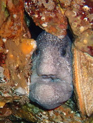 Anarrhichthys ocellatus