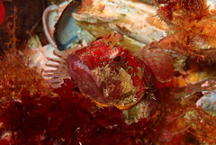 Artedius harringtoni