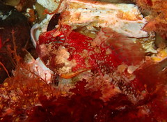 Artedius harringtoni