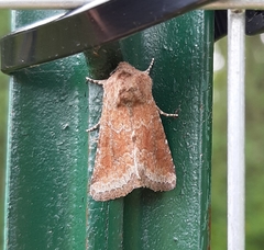 Lacinipolia meditata