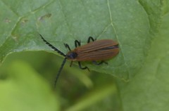 Trichalus ampliatus