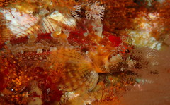 Artedius harringtoni