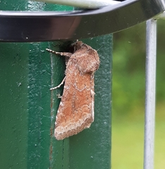 Lacinipolia meditata