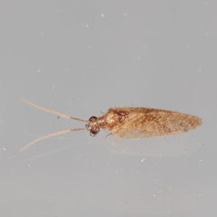 Sympherobius barberi