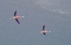 Phoenicoparrus andinus