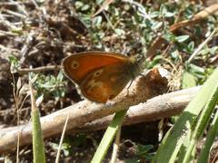 Coenonympha corinna