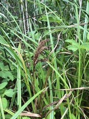 Carex schweinitzii