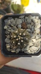 Astrophytum asterias
