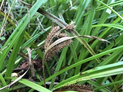 Carex schweinitzii