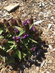 Prunella vulgaris lanceolata
