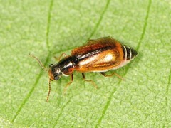 Attalus scincetus