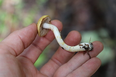 Cortinarius delibutus