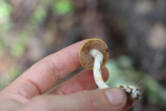 Cortinarius delibutus