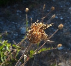 Cheirolophus sempervirens