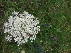 Trigonarthris proxima