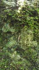 Brachypodella speluncae