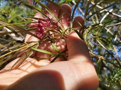 Grevillea diffusa