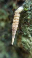 Brachypodella speluncae image