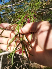 Grevillea diffusa
