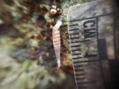 Brachypodella speluncae