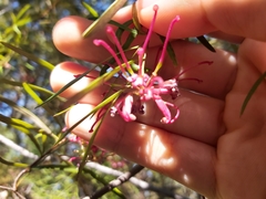 Grevillea diffusa