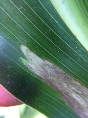 Exserohilum turcicum