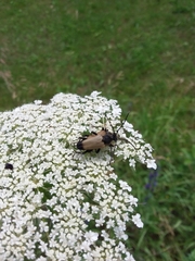 Trigonarthris proxima