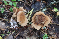 Cortinarius pholideus