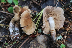 Cortinarius pholideus