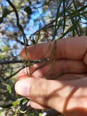 Grevillea diffusa