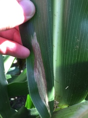 Exserohilum turcicum