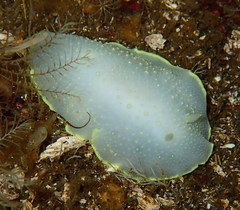 Cadlina