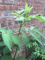 Sambucus nigra