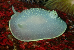 Acanthodoris hudsoni