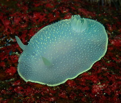 Acanthodoris hudsoni