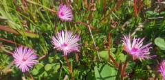 Lampranthus filicaulis