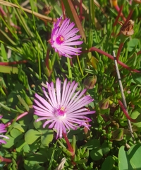 Lampranthus filicaulis