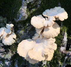 Lentinus