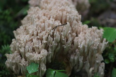 Ramaria pallida
