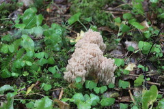 Ramaria pallida