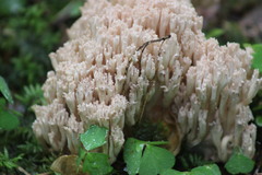 Ramaria pallida