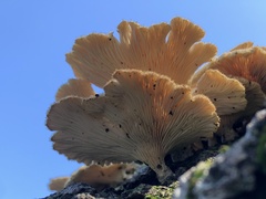 Lentinus