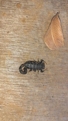 Uroplectes flavoviridis