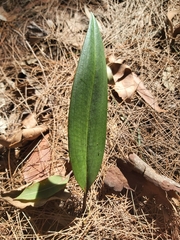 Cryptostylis