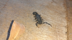 Uroplectes flavoviridis