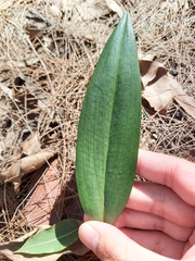 Cryptostylis