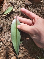 Cryptostylis