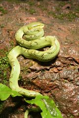 Craspedocephalus gramineus